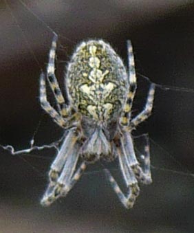 Aculepeira carbonaria